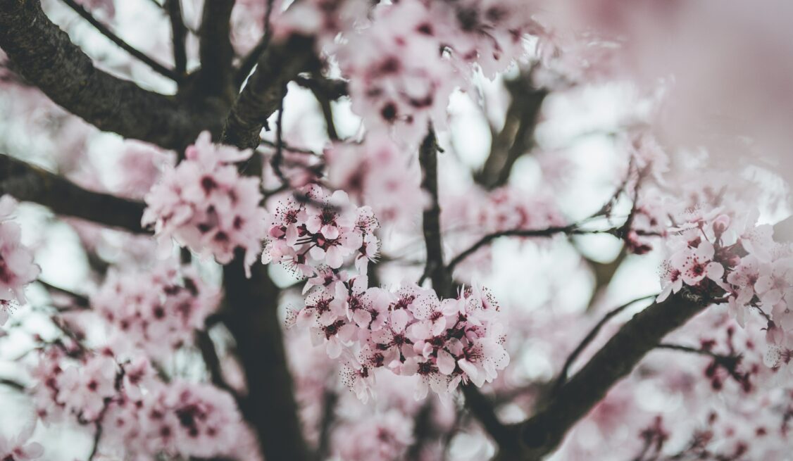 Spring blossoms