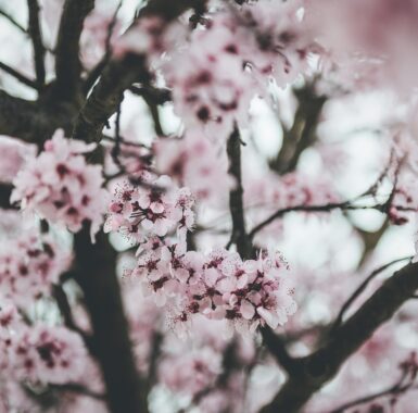 Spring blossoms