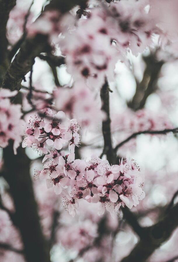 Spring blossoms